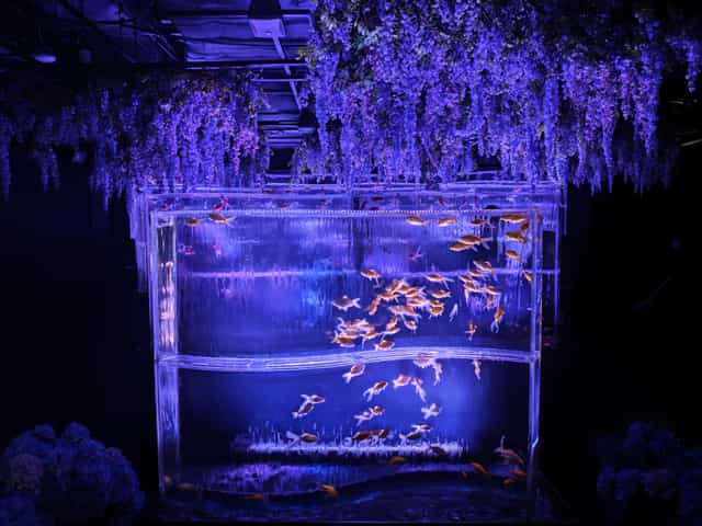 银座室内金鱼展